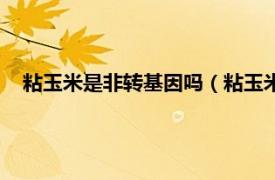 粘玉米是非转基因吗（粘玉米是转基因吗相关内容简介介绍）