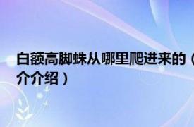 白额高脚蛛从哪里爬进来的（白额高脚蛛会爬床上吗相关内容简介介绍）