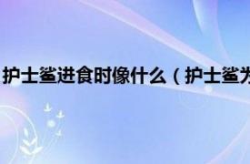 护士鲨进食时像什么（护士鲨为什么叫护士鲨相关内容简介介绍）