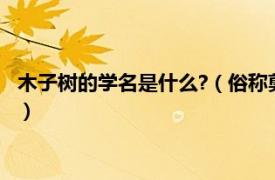 木子树的学名是什么?（俗称剪子树学名叫什么相关内容简介介绍）