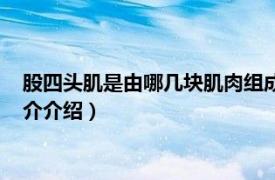 股四头肌是由哪几块肌肉组成（股四头肌包括哪四块相关内容简介介绍）