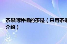 茶果间种植的茶是（采用茶果间种的方式是什么茶相关内容简介介绍）