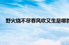 野火烧不尽春风吹又生是哪首古诗（野火烧不尽春风吹又生）