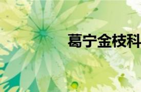 葛宁金枝科技公司董事长