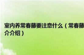 室内养常春藤要注意什么（常春藤的养殖方法和注意事项有哪些相关内容简介介绍）