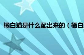 橘白猫是什么配出来的（橘白猫是什么杂交相关内容简介介绍）