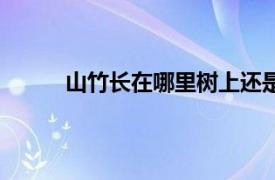 山竹长在哪里树上还是土里（山竹长在哪里？）