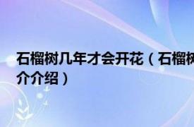 石榴树几年才会开花（石榴树要种几年后才开花结果相关内容简介介绍）