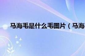 马海毛是什么毛图片（马海毛是什么毛相关内容简介介绍）