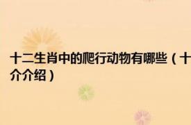 十二生肖中的爬行动物有哪些（十二生肖中地上爬的动物是什么相关内容简介介绍）