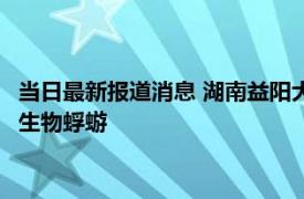 当日最新报道消息 湖南益阳大桥现飞虫铺天盖地 专家称这是原始生物蜉蝣