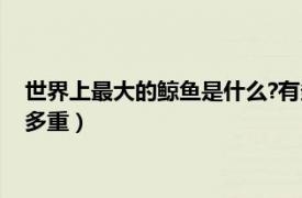 世界上最大的鲸鱼是什么?有多大、多重?（世界上最大的鲸鱼是多重）