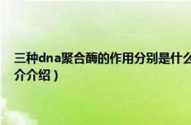 三种dna聚合酶的作用分别是什么（DNA聚合酶是作用于哪里相关内容简介介绍）