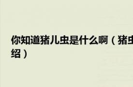 你知道猪儿虫是什么啊（猪虫儿形容人什么意思相关内容简介介绍）