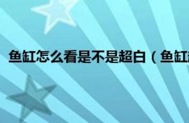 鱼缸怎么看是不是超白（鱼缸超白什么意思相关内容简介介绍）