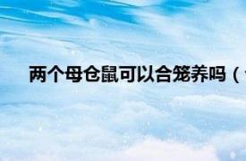 两个母仓鼠可以合笼养吗（公仓鼠和母仓鼠可以合笼养吗）