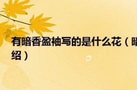 有暗香盈袖写的是什么花（暗香盈袖是指什么花相关内容简介介绍）