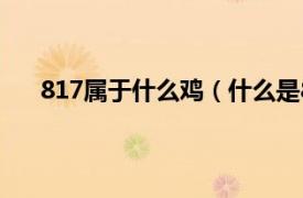 817属于什么鸡（什么是817肉鸡相关内容简介介绍）