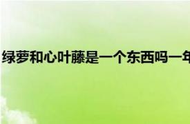 绿萝和心叶藤是一个东西吗一年级（绿萝和心叶藤是一个东西吗）