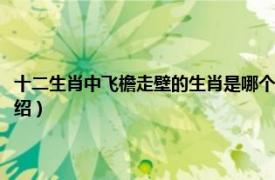 十二生肖中飞檐走壁的生肖是哪个（飞檐走壁指的什么生肖相关内容简介介绍）