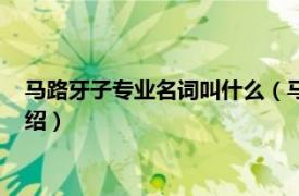 马路牙子专业名词叫什么（马路牙子学名叫什么相关内容简介介绍）