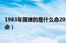 1983年属猪的是什么命2022年运势（1983年属猪的是什么命）