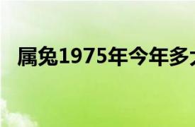 属兔1975年今年多大（1975年今年多大）