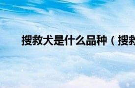 搜救犬是什么品种（搜救犬品种相关内容简介介绍）