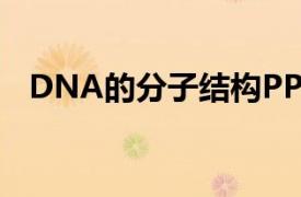 DNA的分子结构PPT（DNA的分子结构）