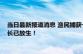 当日最新报道消息 渔民捕获一条50多公斤野生中华鲟 足有两米长已放生！