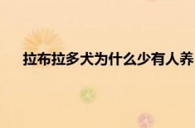 拉布拉多犬为什么少有人养（为什么不建议养拉布拉多犬）