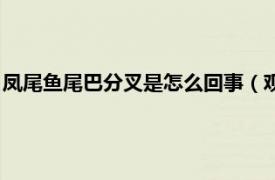 凤尾鱼尾巴分叉是怎么回事（观赏凤尾鱼的尾巴分叉应该怎么办）