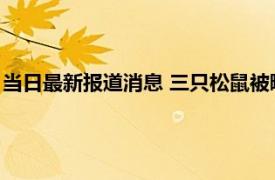 当日最新报道消息 三只松鼠被曝吃出油炸壁虎 正在进行核实沟通