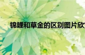 锦鲤和草金的区别图片欣赏（日本锦鲤和草金的区别）