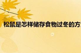 松鼠是怎样储存食物过冬的方法（松鼠是怎样储存食物过冬的）