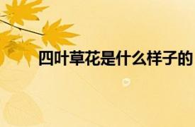 四叶草花是什么样子的（四叶草花的是什么颜色）