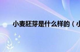 小麦胚芽是什么样的（小麦胚芽相关内容简介介绍）