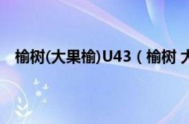 榆树(大果榆)U43（榆树 大果榆U43相关内容简介介绍）