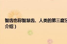 智齿也称智慧齿、人类的第三磨牙（智慧齿 人类的第三磨牙相关内容简介介绍）