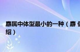 麝属中体型最小的一种（麝 偶蹄目麝科麝属动物相关内容简介介绍）