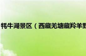 牦牛湖景区（西藏羌塘藏羚羊野牦牛国家公园相关内容简介介绍）