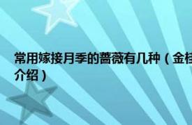 常用嫁接月季的蔷薇有几种（金桂飘香 蔷薇属月季栽培品种相关内容简介介绍）