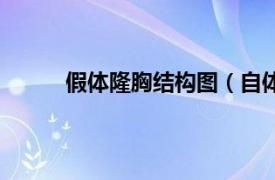 假体隆胸结构图（自体隆胸相关内容简介介绍）