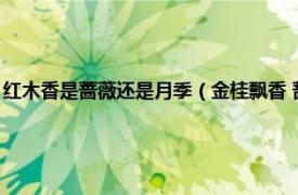 红木香是蔷薇还是月季（金桂飘香 蔷薇属月季栽培品种相关内容简介介绍）