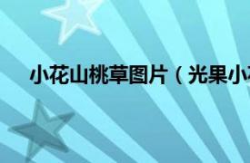 小花山桃草图片（光果小花山桃草相关内容简介介绍）