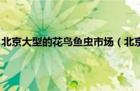 北京大型的花鸟鱼虫市场（北京花鸟鱼虫市场相关内容简介介绍）