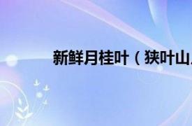 新鲜月桂叶（狭叶山月桂相关内容简介介绍）