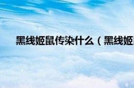 黑线姬鼠传染什么（黑线姬鼠指名亚种相关内容简介介绍）