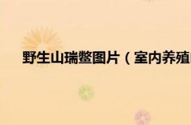 野生山瑞鳖图片（室内养殖山瑞鳖技术相关内容简介介绍）