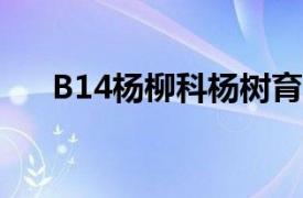 B14杨柳科杨树育种品种相关内容简介